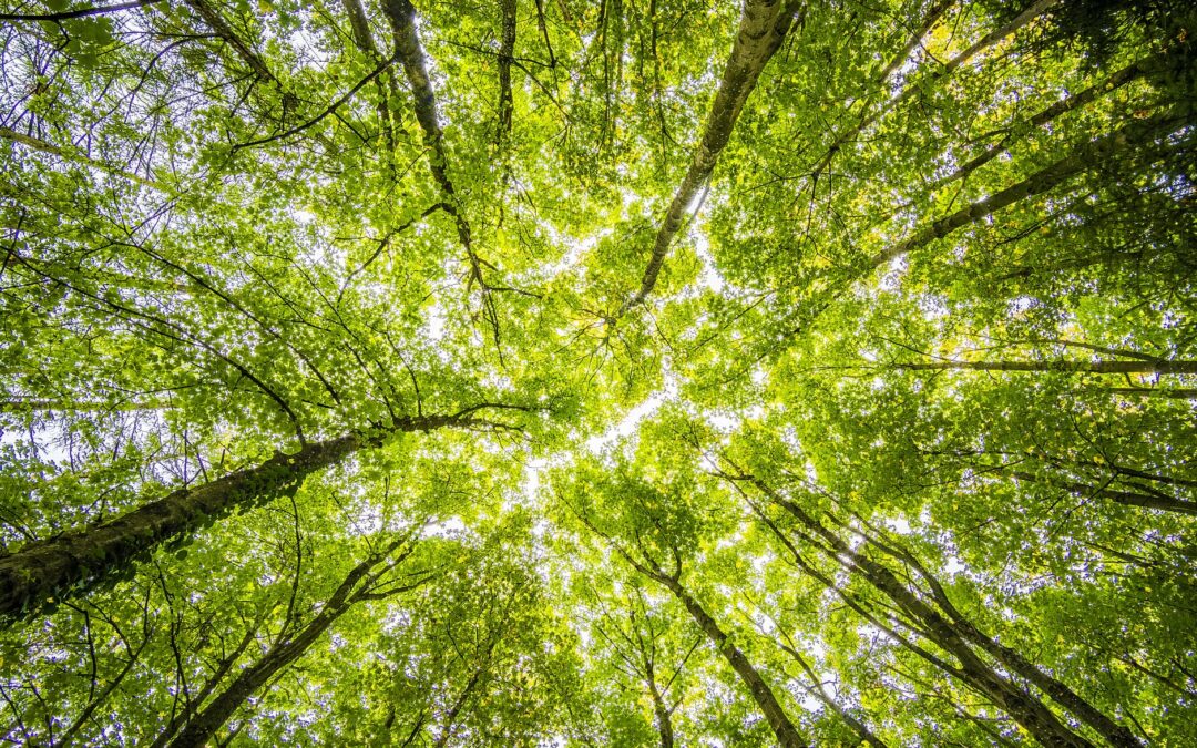 COP26: £14 billion pledged to reverse deforestation