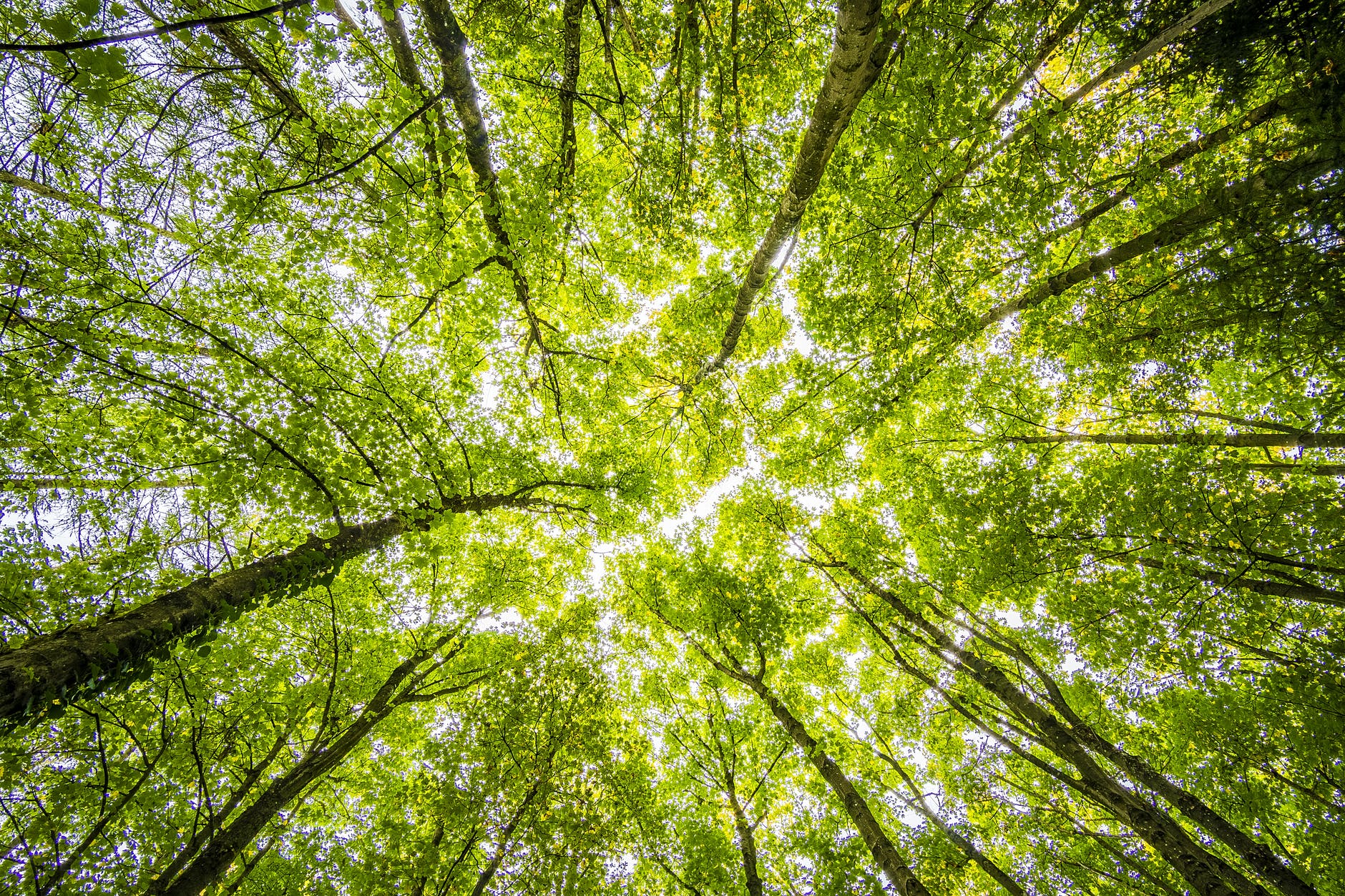 header image - deforestation