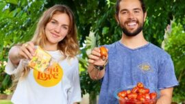 header image - cashew fruit