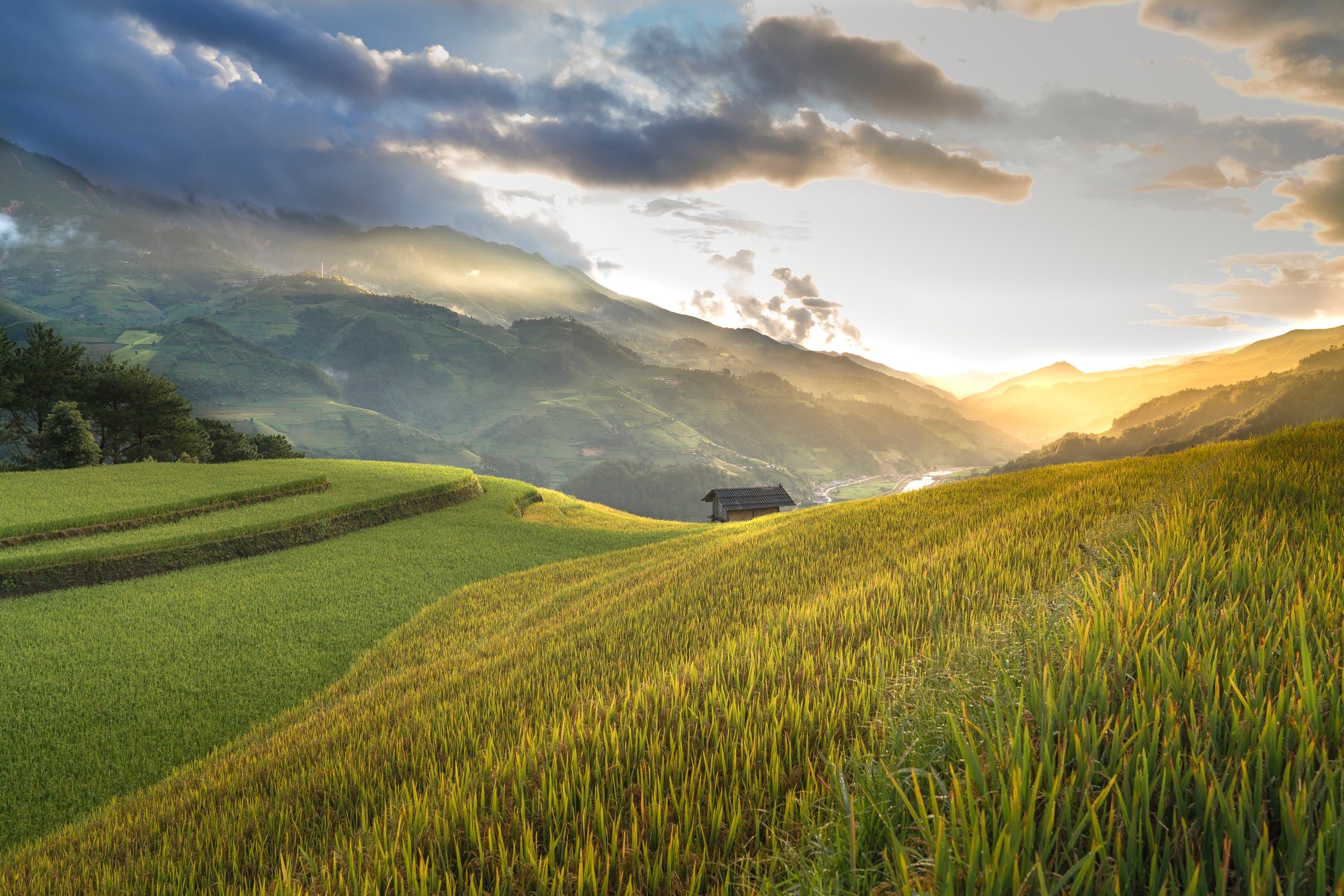 header image - food production