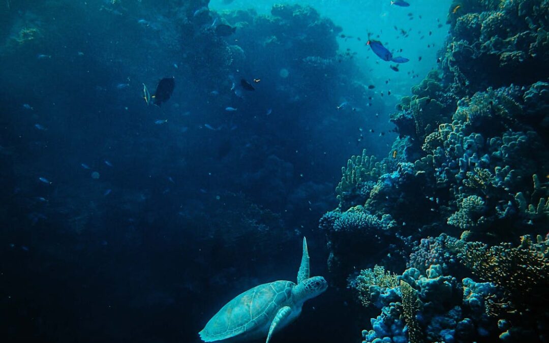 COP26: “Blue Zone” event highlights marine conservation efforts