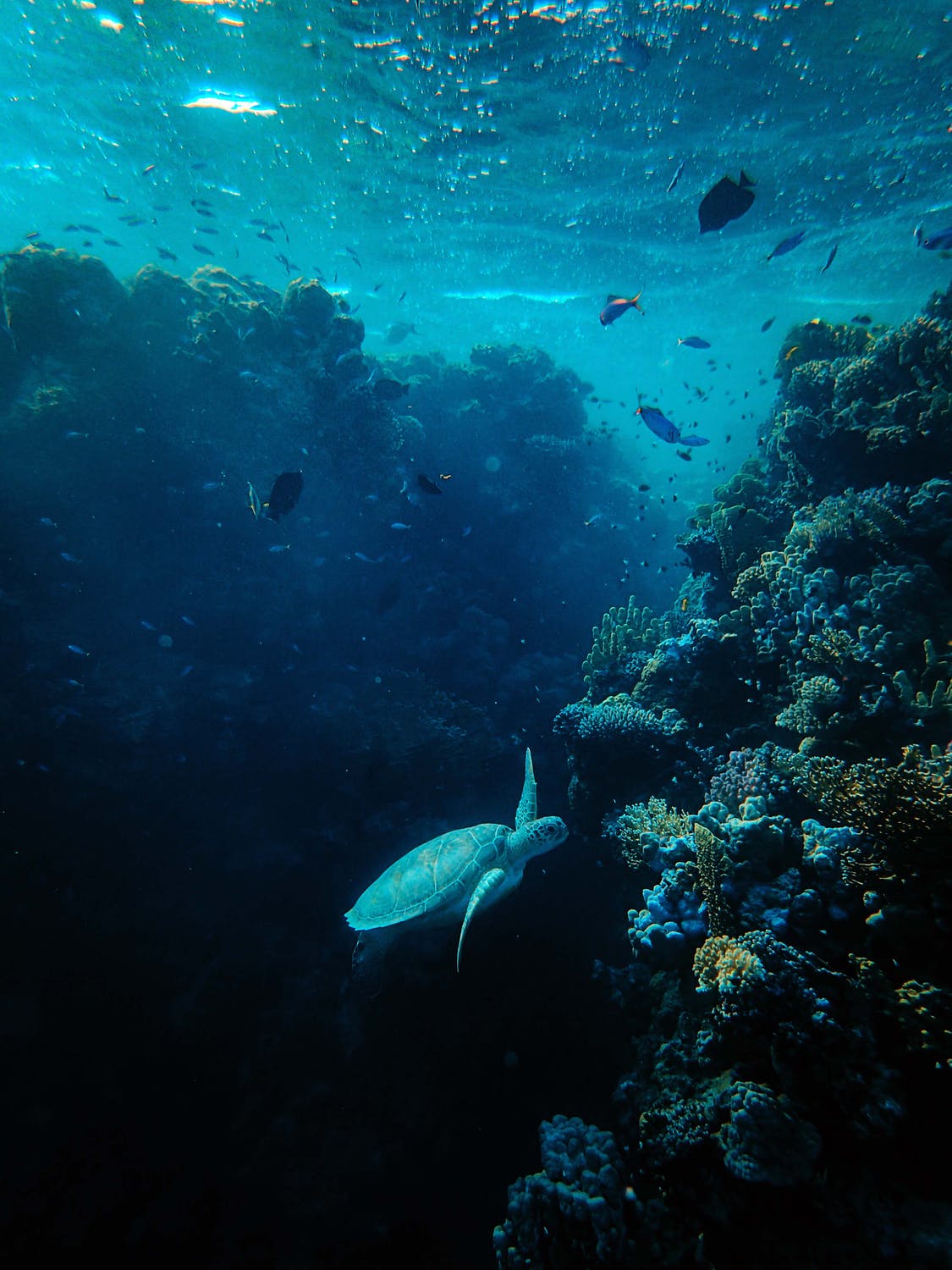 header image - marine conservation