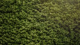 Living walls shown that were part of the study