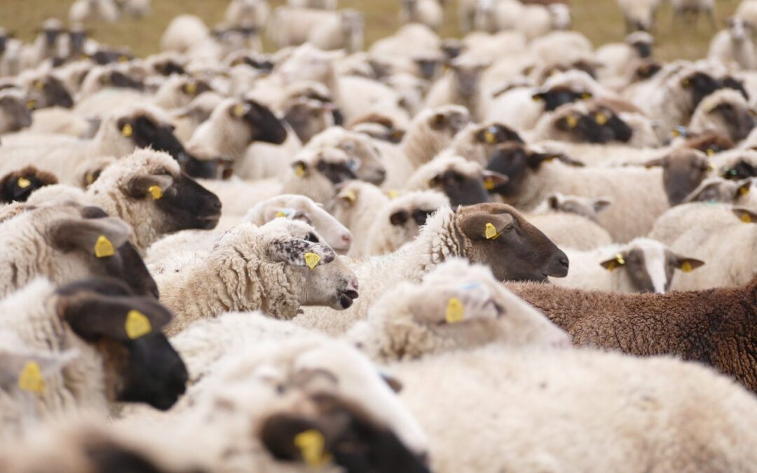 Poor animal welfare shows fashion brands “know extraordinarily little”