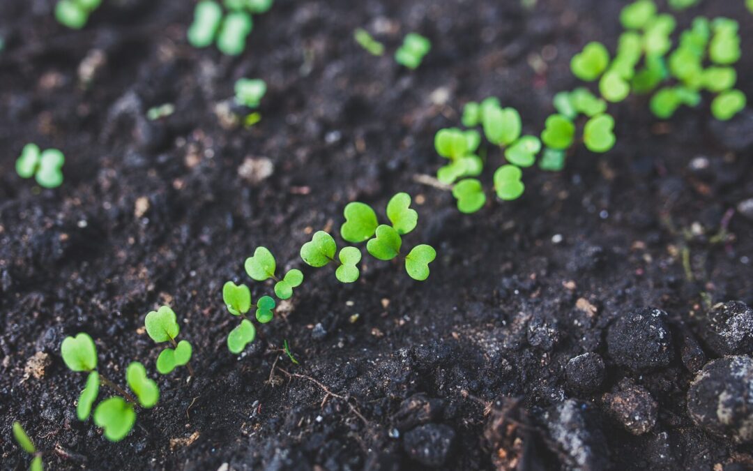 Eritrea celebrates tree planting success despite reforesting scepticism