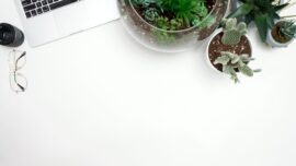 'i have a cactus' is leading the way towards sustainable gardening