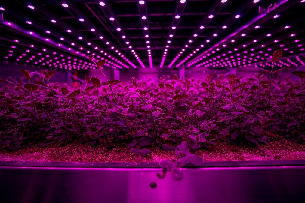 header image - vertical farm