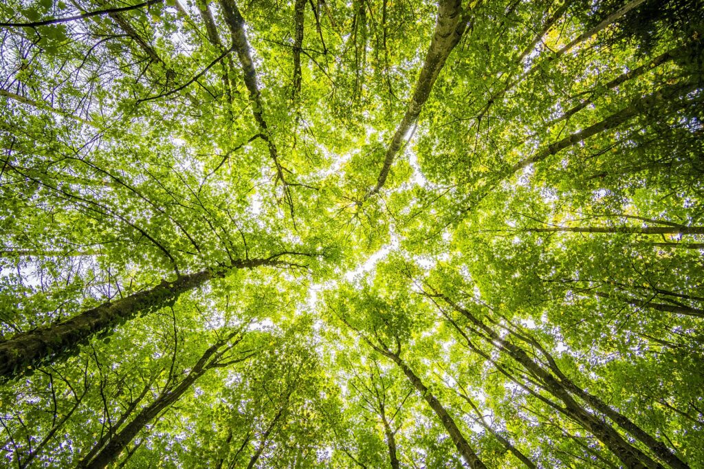 header image - deforestation