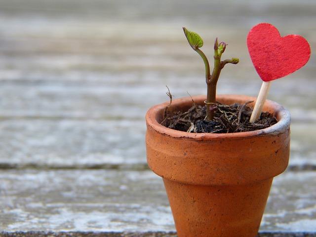 header image - plant pot with a heart in 2022