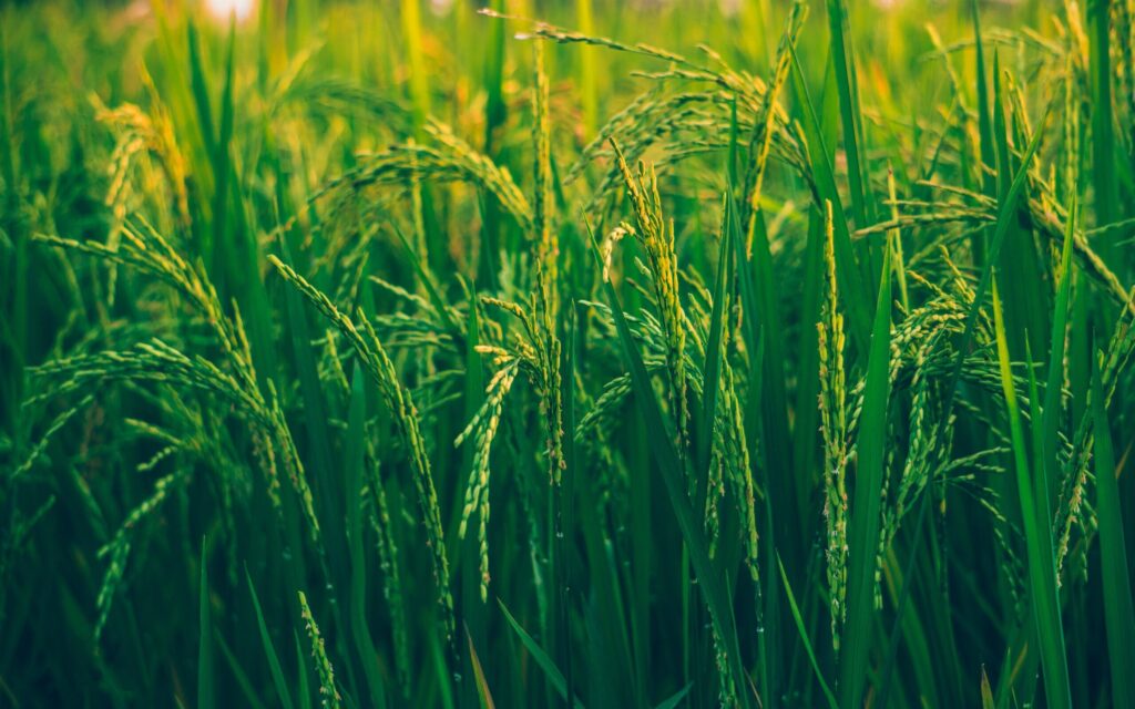 Rice growing in a field - sustainable rice