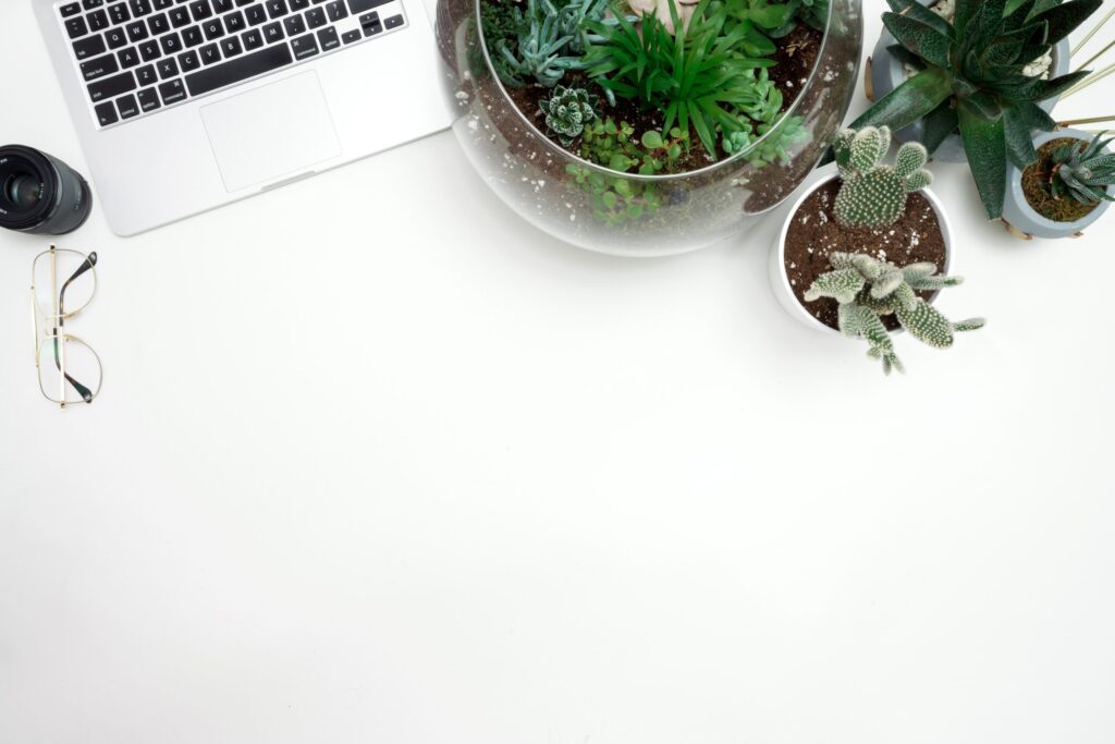 'i have a cactus' is leading the way towards sustainable gardening