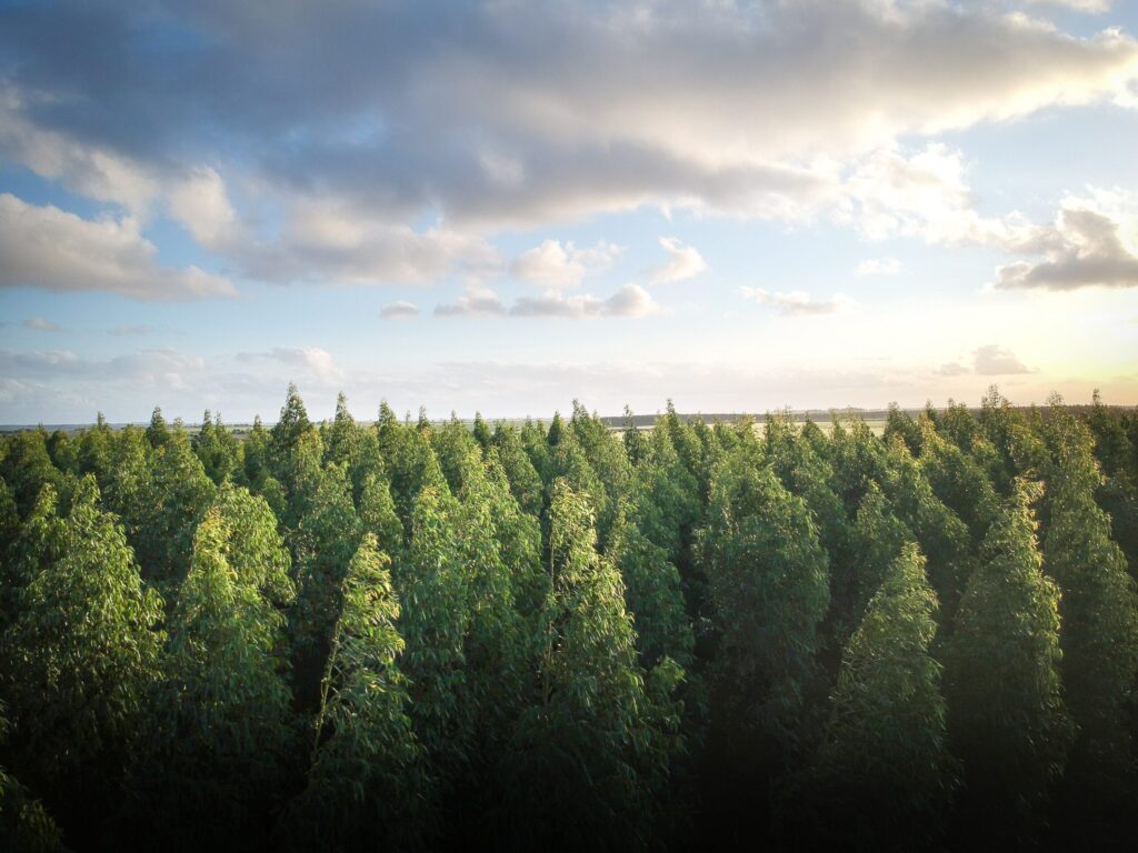 Forests, like this, are in Indonesia