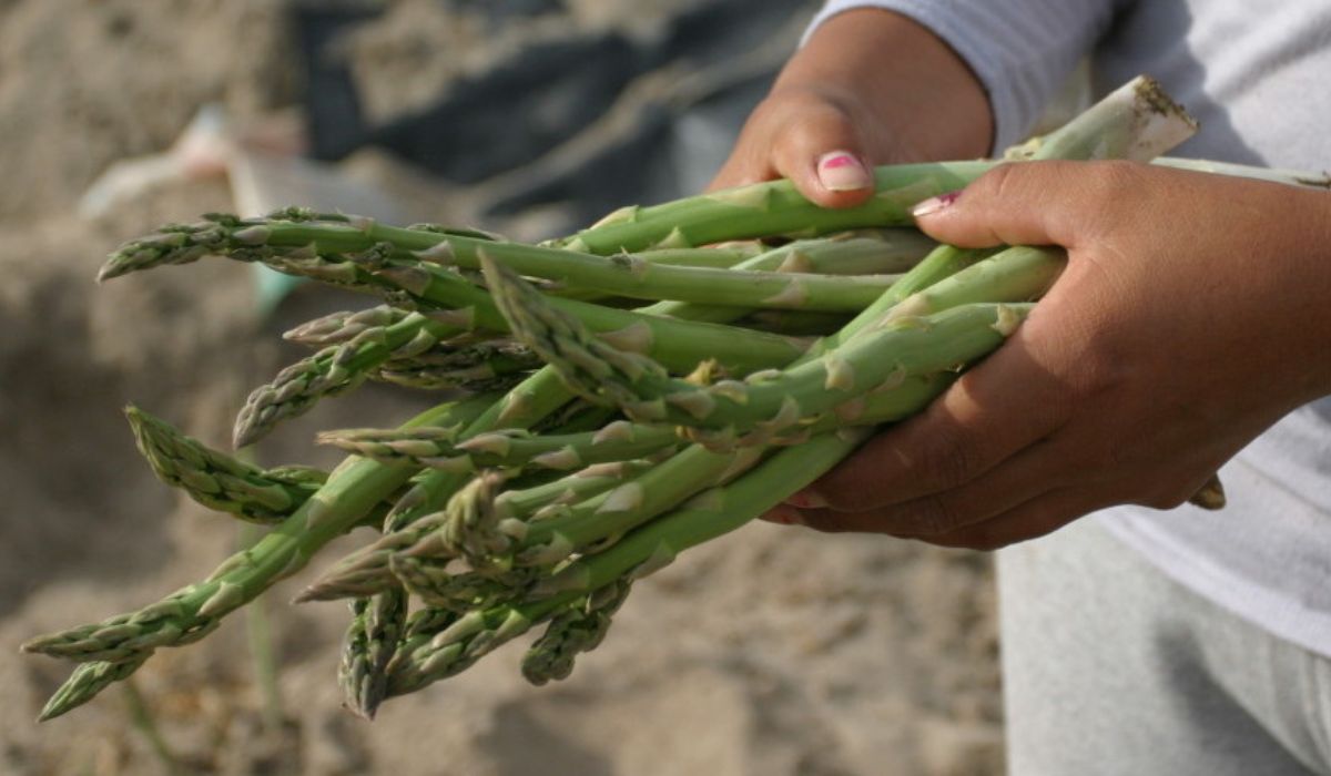 Close-up of freshly harvested asparagus being held in hands, symbolizing sustainable farming practices and local food production.