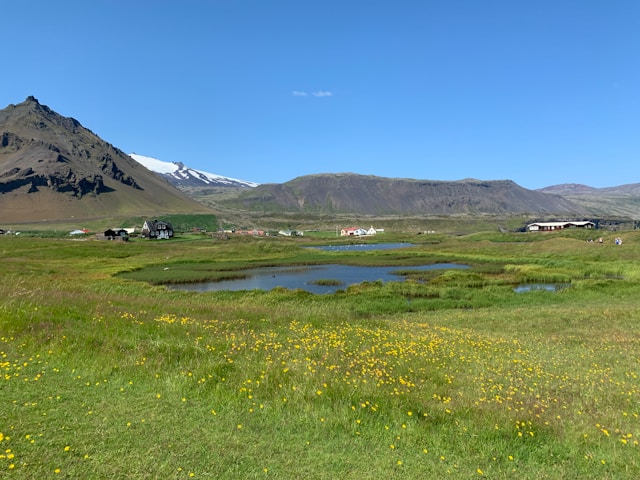 Scenic landscape of a lush green meadow with yellow wildflowers, small ponds, and distant houses set against a backdrop of rugged mountains and a clear blue sky in Iceland.