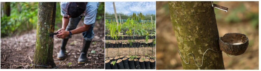 The process of harvesting natural rubber for YULASTIC Sustainable Stretch Fabric. A worker taps a rubber tree to extract latex, young rubber tree saplings grow in a nursery, and latex flows into a collection cup, showcasing the eco-friendly alternative to elastane.