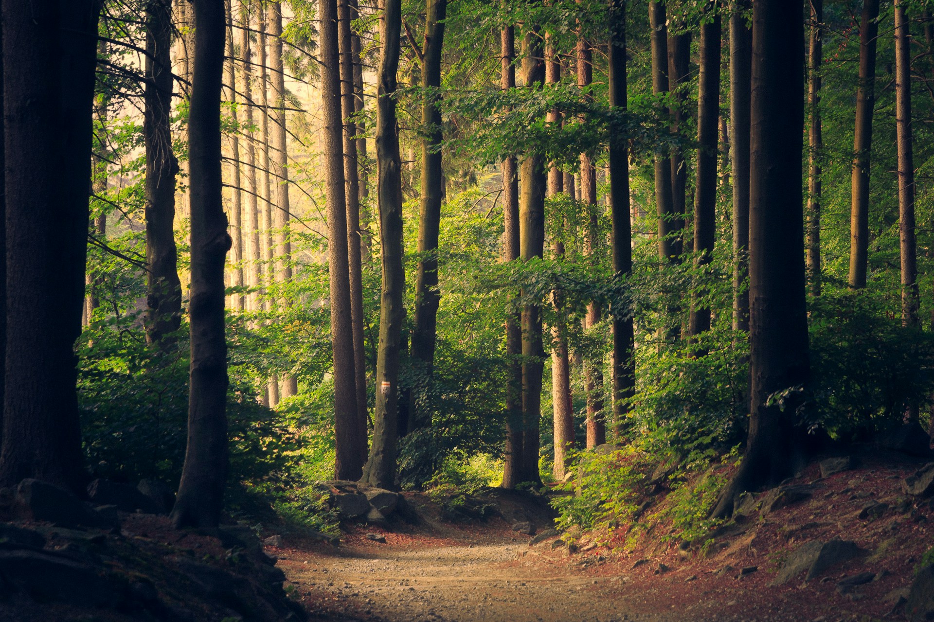 A serene forest pathway surrounded by tall, lush green trees with sunlight filtering through the leaves. A peaceful nature scene showcasing sustainable forestry and eco-friendly environments.