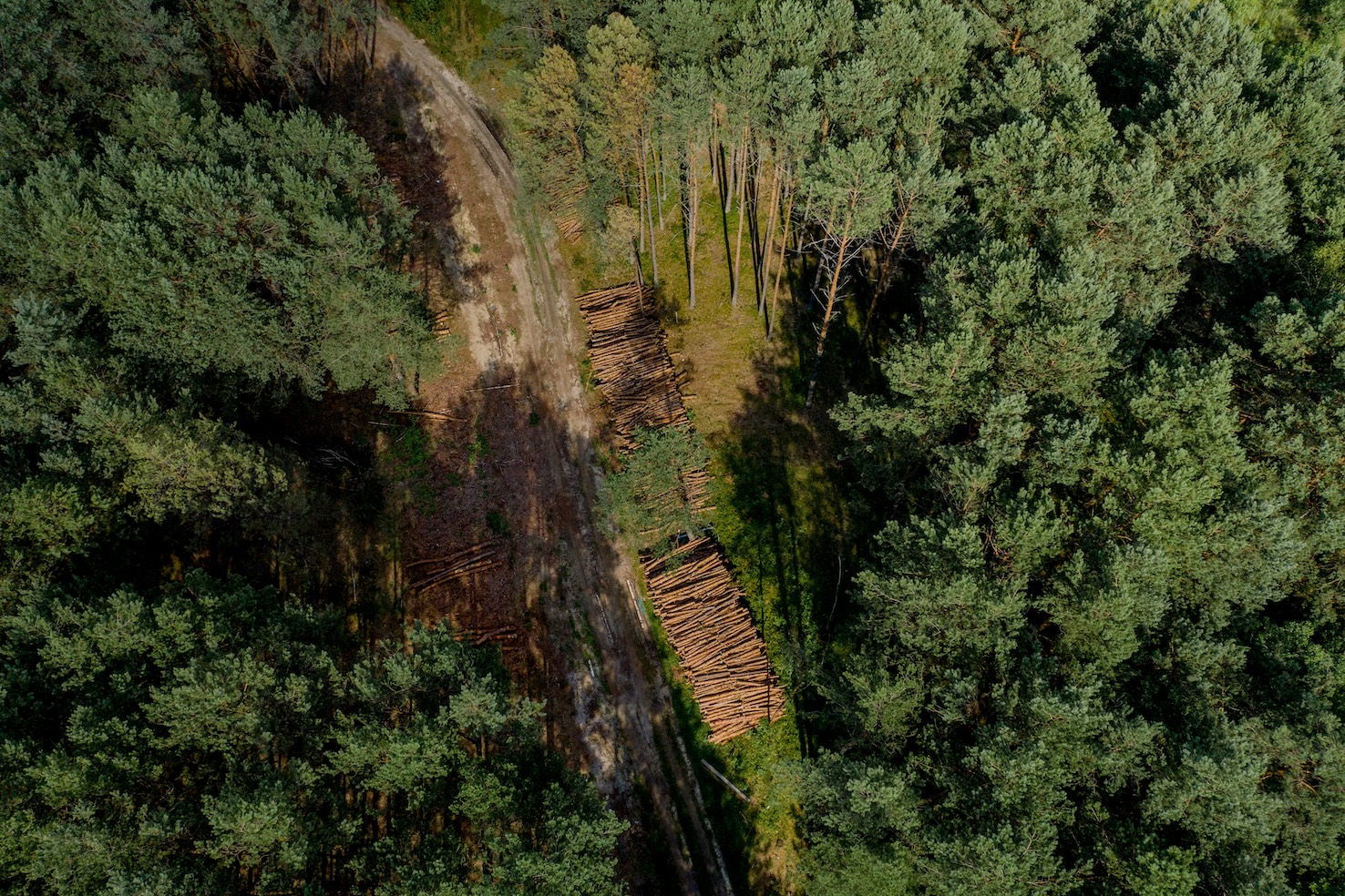 Aerial view of a dense forest with a dirt road cutting through it. On one side of the road, stacks of freshly cut logs are neatly arranged, indicating recent logging activity. The contrast between the untouched green canopy and the cleared area highlights the impact of deforestation.