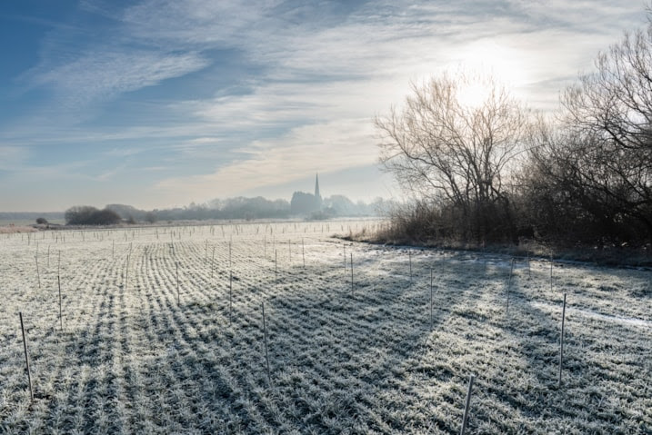 A frost-covered field in The Woodland, Liverpool, with young tree saplings planted in rows, bathed in morning sunlight and a distant church spire in the background.