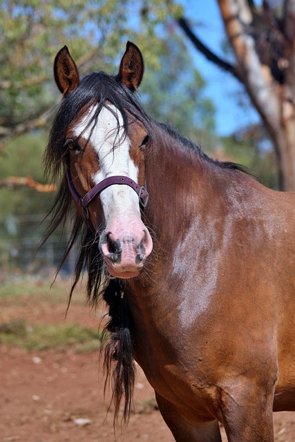Are Clydesdales Endangered? Preserving a...
