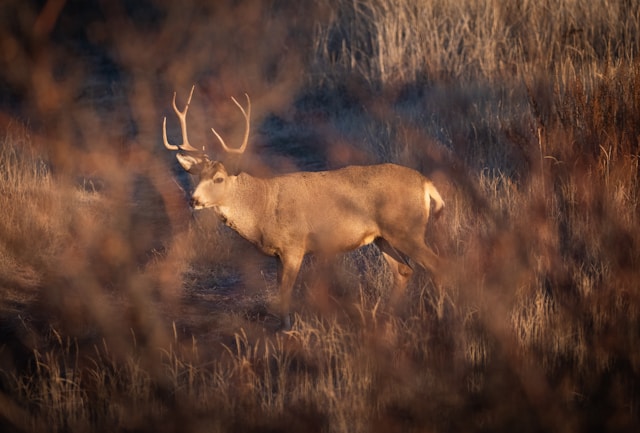A large deer with antlers standing in a field of tall brown grass, partially framed by blurred vegetation in the foreground.