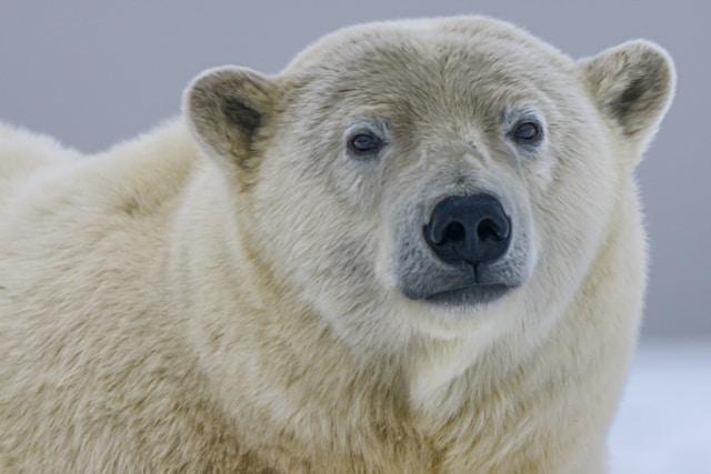 Close-up of a polar bear staring directly at the camera, highlighting the vulnerability of Arctic wildlife and raising the question: are bears endangered due to climate change and melting sea ice?