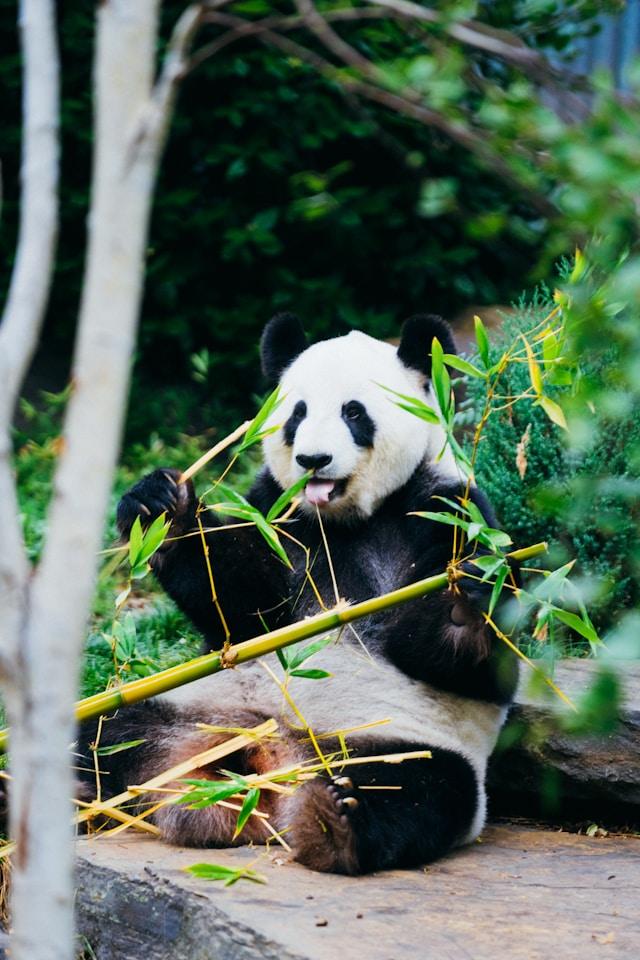 A giant panda bear sitting among green foliage, chewing on bamboo stalks - a peaceful scene highlighting the question: are bears endangered due to habitat loss and conservation challenges?