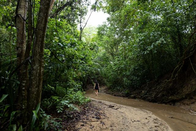 Person walking along a sandy riverbank surrounded by lush tropical rainforest, highlighting ecotourism Puerto Rico.