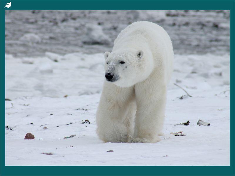 A polar bear walking on snow and ice in the Arctic, emphasizing size differences in the comparison of grizzly bear vs polar bear.