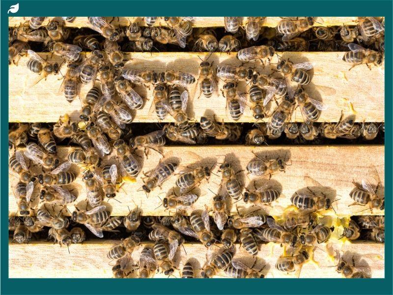 A cluster of honeybees gathered on wooden hive frames, raising the question: Do bees die in the winter or survive together inside the hive?