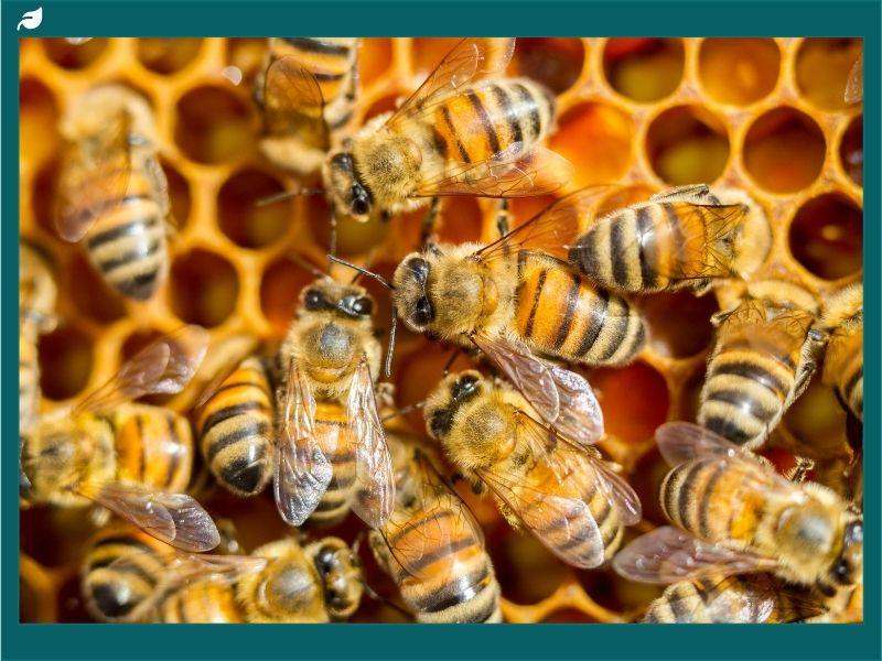 A close-up of honeybees working together on a honeycomb inside their hive, illustrating the question: Do bees die in the winter or survive by clustering for warmth?