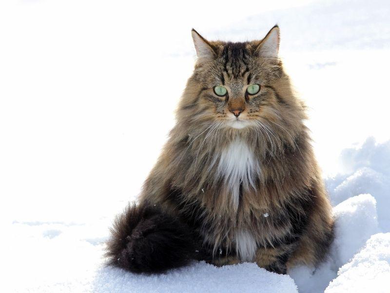 A Norwegian Forest Cat sitting on snow, showcasing its thick fur coat, a breed known for its strength, resilience, and long Norwegian Forest Cat life expectancy of 14 to 16 years.