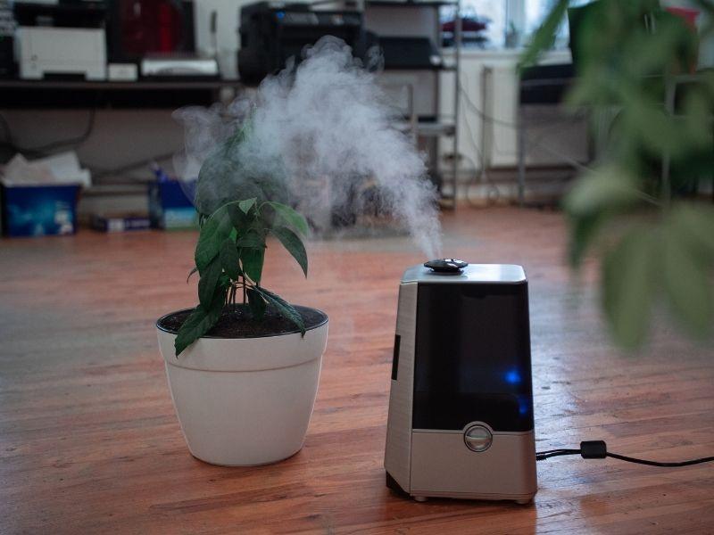 Modern air purifier releasing vapor beside a potted plant indoors, raising the question are ozone air purifiers safe for home use.