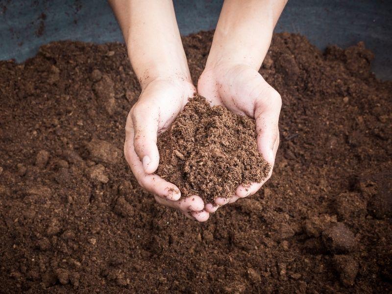 Hands holding rich organic soil, representing peat moss alternatives such as compost, coconut coir, and sustainable growing mediums for eco-friendly gardening.