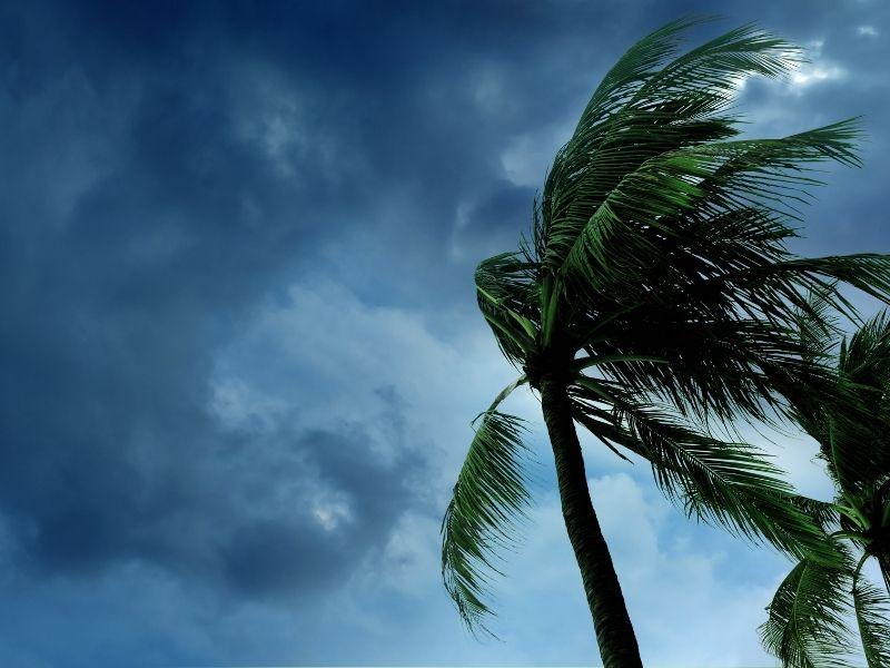 Strong winds bend palm trees under dark storm clouds, symbolizing tropical storms and raising the question: does Europe get hurricanes?
