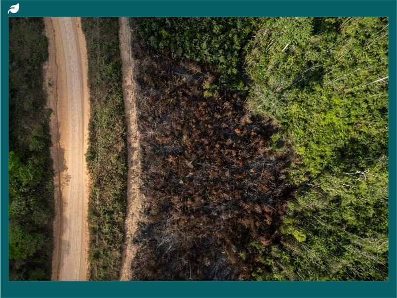 Aerial view of Amazon deforestation showing cleared and burnt land beside dense green forest, representing deforestation causes and solutions such as agriculture, logging, and the need for reforestation and conservation.