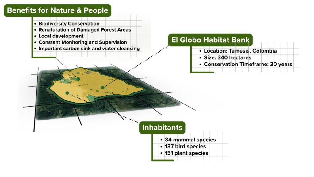 Infographic of El Globo Habitat Bank in Támesis, Colombia, showing a highlighted conservation area on a 3D map. Callouts note biodiversity conservation benefits, renaturation of damaged forest, local development, monitoring, and carbon and water cleansing. Additional text highlights 34 mammal species, 137 bird species, 151 plant species, and a 30-year conservation timeframe across 340 hectares.