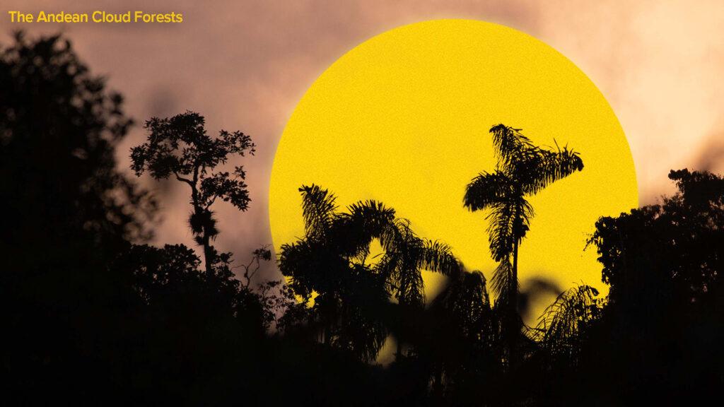 Silhouetted trees of the Andean Cloud Forests stand tall against a dramatic sunset sky, with a giant yellow circle resembling the sun dominating the background