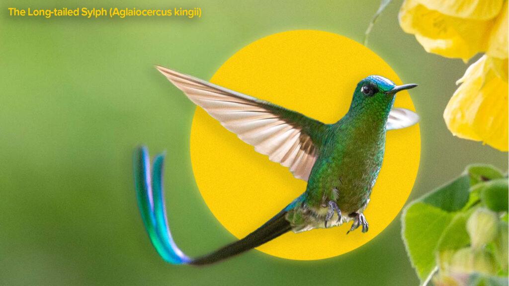 A Long-tailed Sylph hummingbird with shimmering green feathers and two long, iridescent blue tail feathers hovers in midair near a yellow flower, with its wings spread wide against a blurred green background and a large yellow circle behind it.