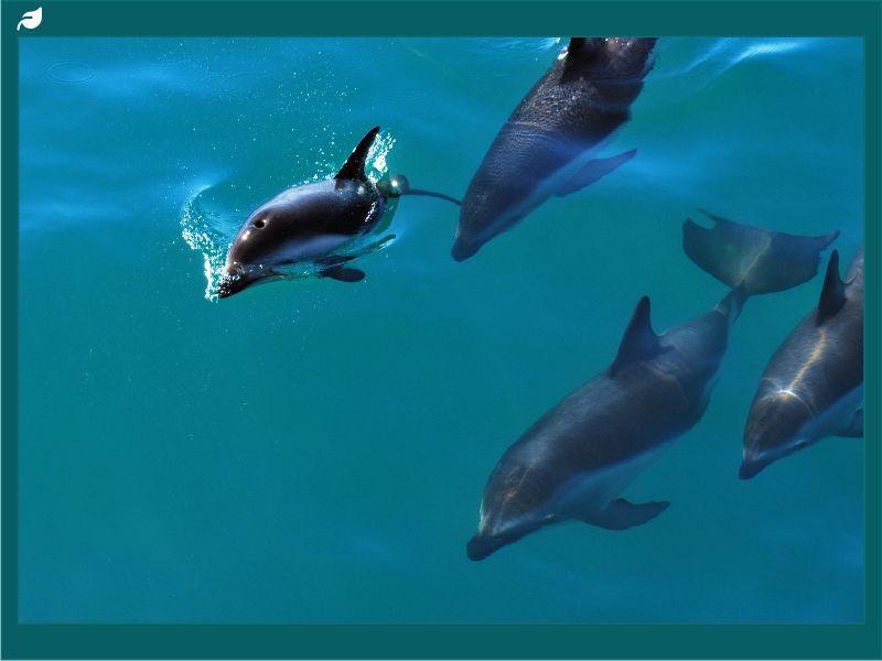 Pod of dolphins swimming in clear blue ocean waters, representing dolphin species and their diverse habitats across the world’s seas.