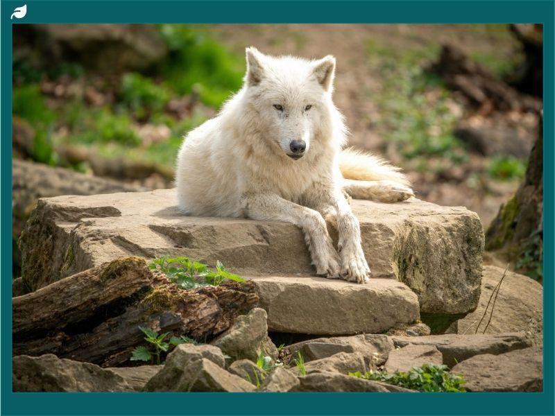 Arctic wolf resting on a rock in its natural habitat, illustrating arctic fox diet and adaptations such as seasonal coat changes, survival in freezing temperatures, and hunting strategies for limited prey.