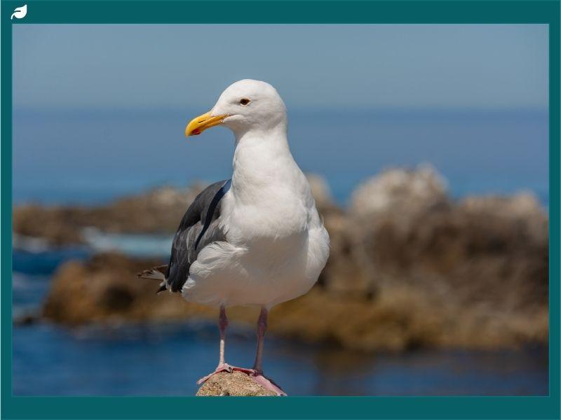 Seagull standing on a coastal rock with the ocean in the background, representing ocean birds and the importance of seabird conservation.