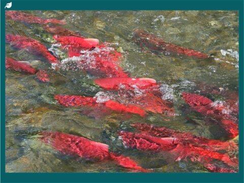 Red Fish In Alaska Types of Salmon in Alaska: A Guide to Pacific Salmon and Species