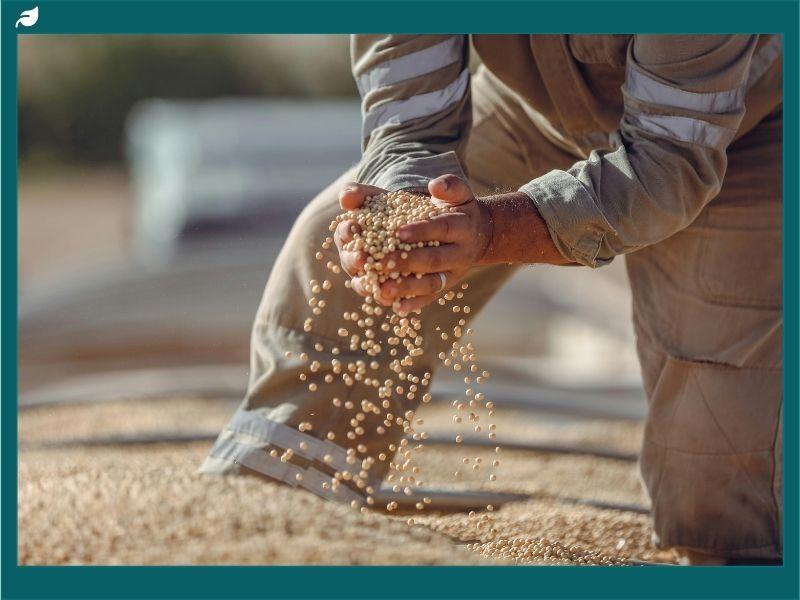 Farmer holding freshly harvested soybeans, highlighting sustainable soybean cultivation practices for food security and environmental protection.