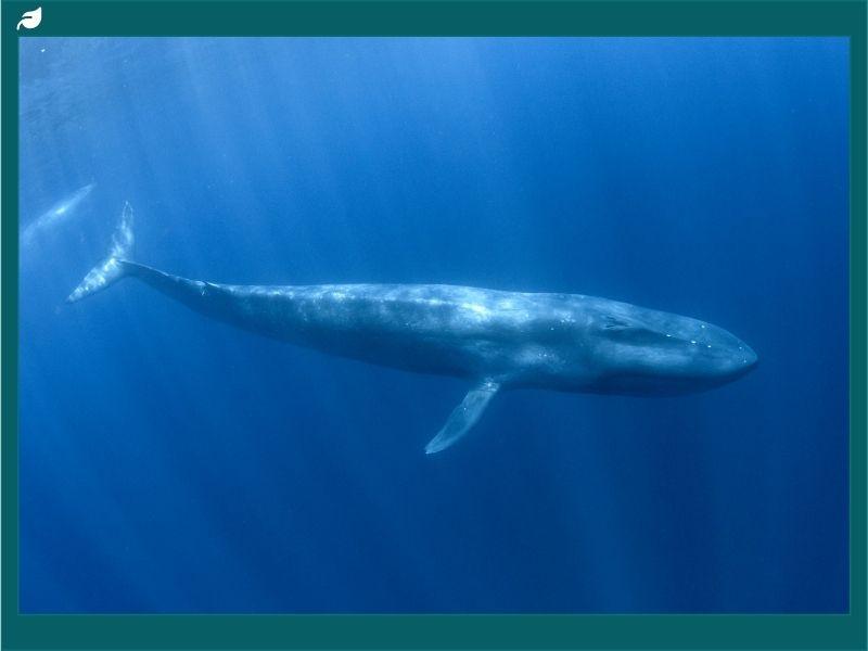 why-are-blue-whales-extinct-understanding-the-endangered-blue-whales