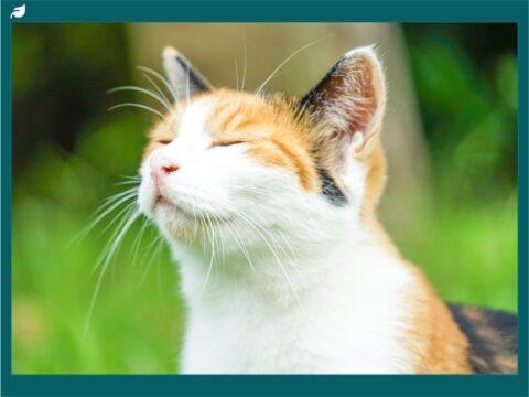 Calico Cat Guide: Traits, History & Care Tips - Sustainable Business ...