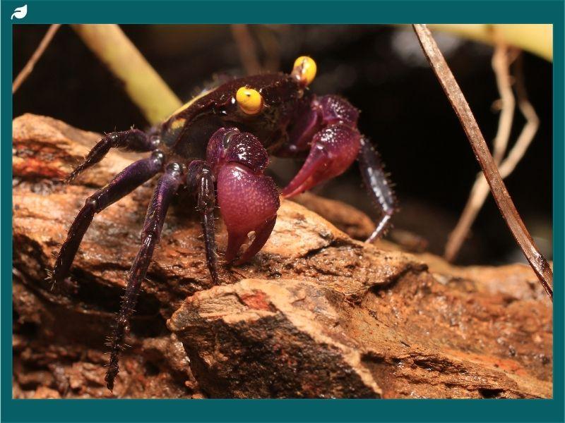 Vampire Crabs: Geosesarma bogorensis & Geosesarma dennerle