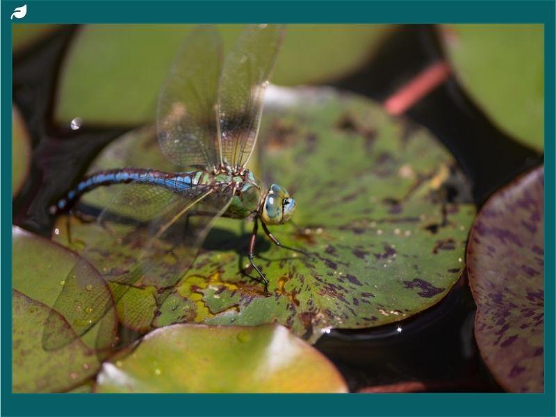 Blue dragonfly resting on a water lily pad in a pond, showcasing its transparent wings and aquatic habitat for an article explaining what dragonflies eat and their role in controlling insect populations.