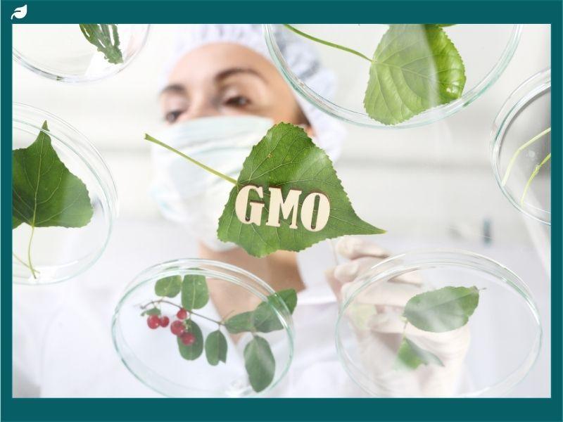 Scientist examining genetically modified plant leaves labeled 'GMO' in petri dishes, representing the USDA genetically engineered plant ruling and advancements in agricultural biotechnology regulation.