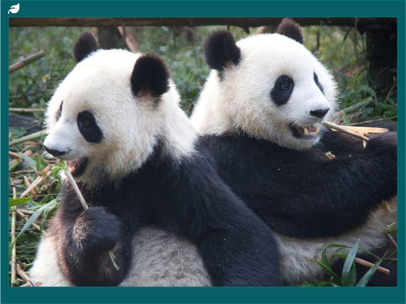 Two giant pandas sitting back-to-back eating bamboo in a lush forest, symbolizing wildlife protection and the success of global giant panda conservation efforts.