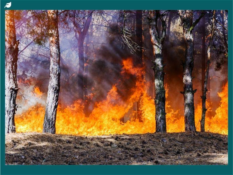 Wildfire burning through a pine forest in North Carolina, highlighting the importance of wildfire prevention and sustainable land management amid increasing drought conditions.